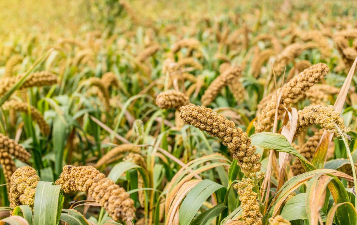 Natural sesame Turkmenistan origin from Turkmenistan